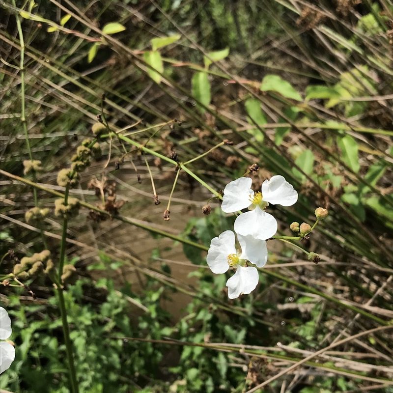 Sagittaria papillosa, photographed by Laura Clark