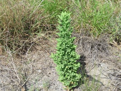 Laennecia coulteri, photographed by Alexis López Hernández
