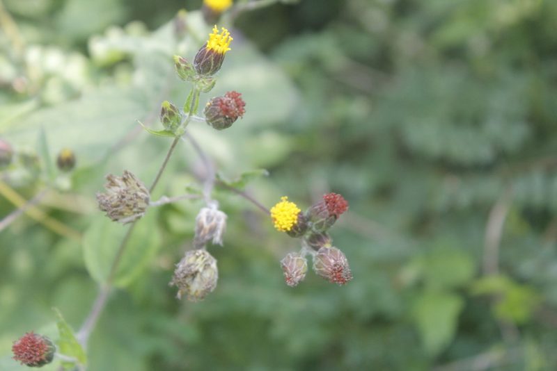 Simsia eurylepis, photographed by Juan Cruzado Cortés