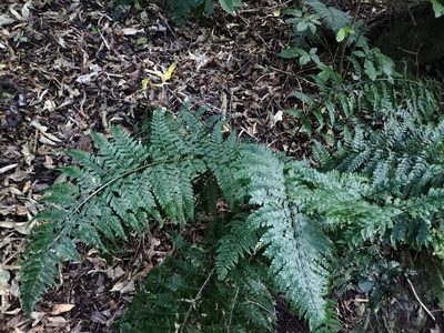 Asplenium bulbiferum, photographed by naturewatchwidow