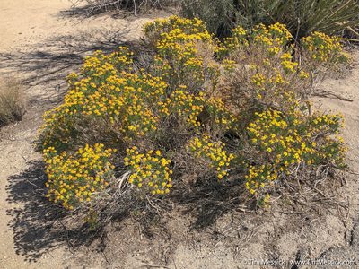 Ericameria linearifolia, photographed by Tim Messick