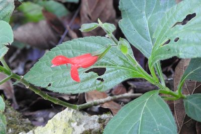 Salvia miniata, photographed by Neptalí Ramírez Marcial