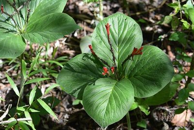 Spigelia splendens, photographed by Neptalí Ramírez Marcial