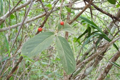 Bunchosia breedlovei, photographed by Neptalí Ramírez Marcial