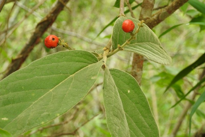 Bunchosia breedlovei, photographed by Neptalí Ramírez Marcial