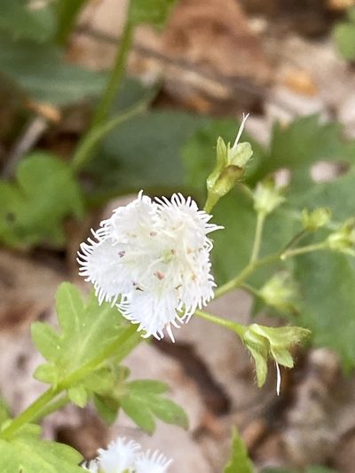 Phacelia fimbriata, photographed by Carol Ann McCormick