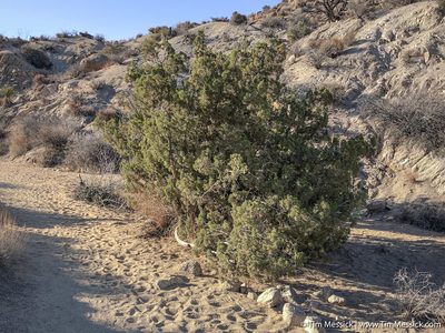 Juniperus californica, photographed by Tim Messick