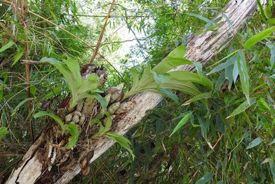 Clowesia russelliana, photographed by Neptalí Ramírez Marcial