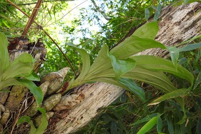 Clowesia russelliana, photographed by Neptalí Ramírez Marcial