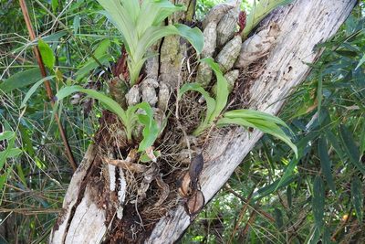 Clowesia russelliana, photographed by Neptalí Ramírez Marcial