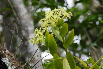 Epidendrum chlorocorymbos, photographed by Neptalí Ramírez Marcial