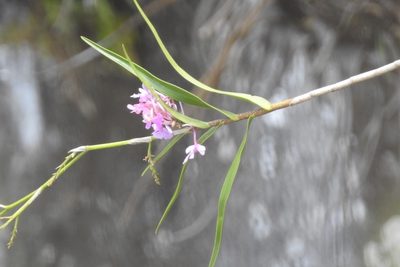 Epidendrum myrianthum, photographed by Neptalí Ramírez Marcial