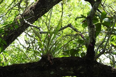 Isochilus carnosiflorus, photographed by Neptalí Ramírez Marcial