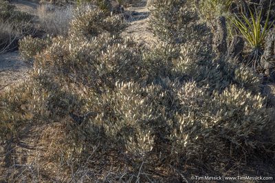 Simmondsia chinensis, photographed by Tim Messick