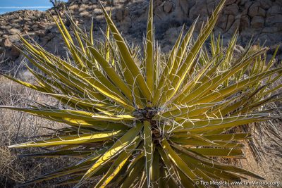 Yucca schidigera, photographed by Tim Messick