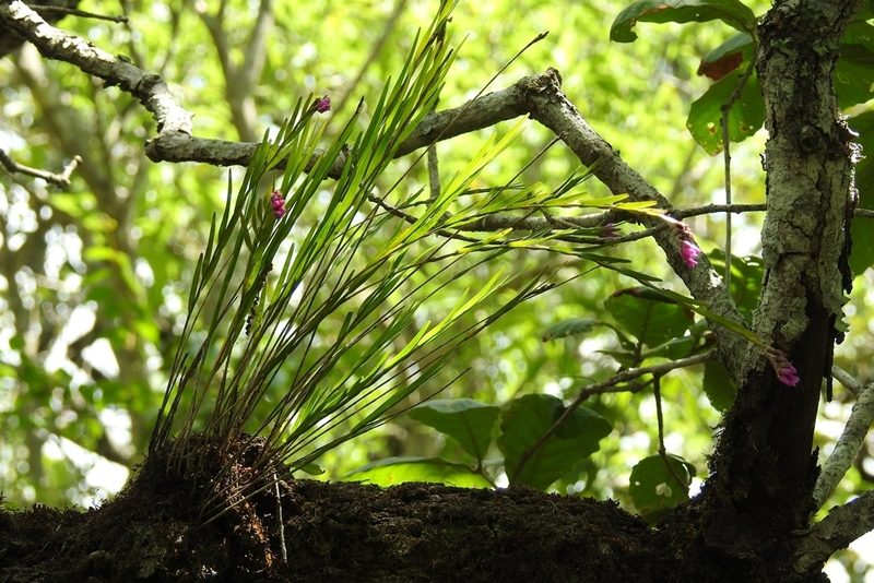 Isochilus carnosiflorus, photographed by Neptalí Ramírez Marcial