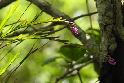 Isochilus carnosiflorus, photographed by Neptalí Ramírez Marcial