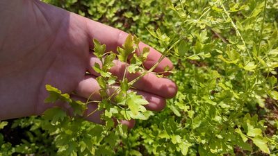Lygodium japonicum, photographed by Joseph Aubert