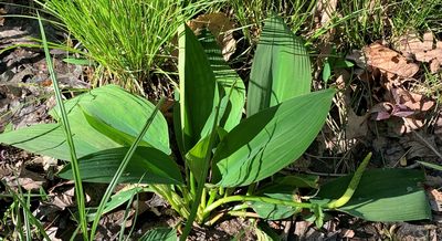 Orontium aquaticum, photographed by Kathy Richardson