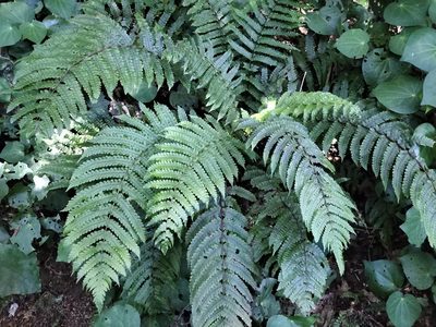 Pakau pennigera, photographed by naturewatchwidow