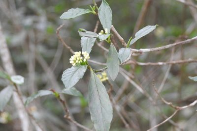 Psychotria costivenia, photographed by Neptalí Ramírez Marcial