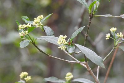 Psychotria costivenia, photographed by Neptalí Ramírez Marcial