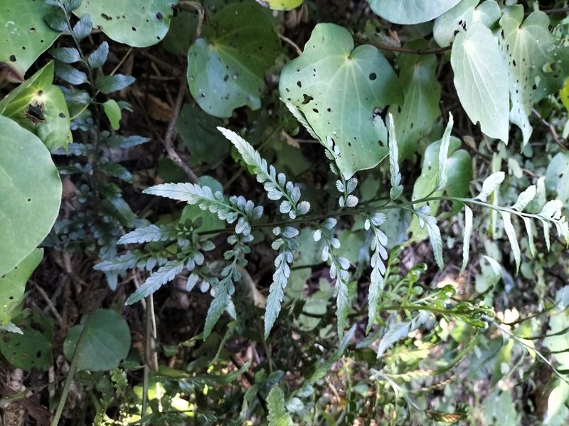 Asplenium lyallii, photographed by naturewatchwidow
