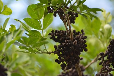Zanthoxylum quassiifolium, photographed by Neptalí Ramírez Marcial