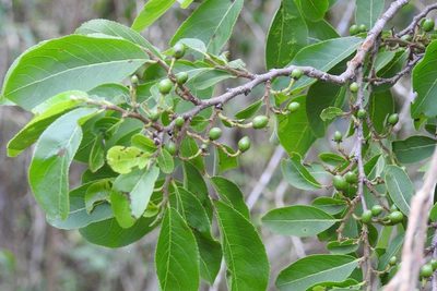 Casearia aculeata, photographed by Neptalí Ramírez Marcial