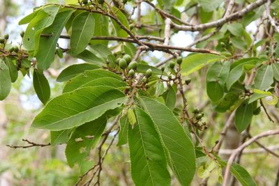 Casearia aculeata, photographed by Neptalí Ramírez Marcial