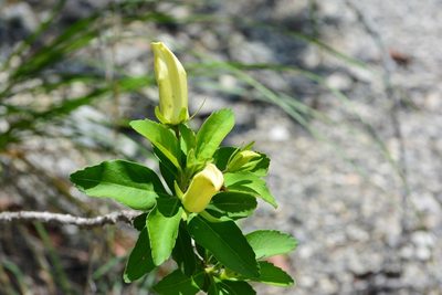 Eremogeton grandiflorus, photographed by Neptalí Ramírez Marcial