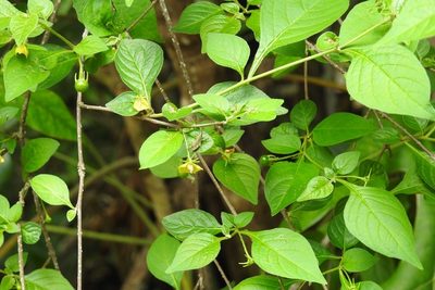 Capsicum rhomboideum, photographed by Neptalí Ramírez Marcial