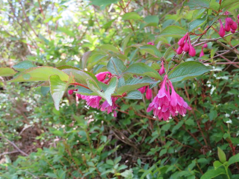 Weigela floribunda, photographed by Marco Mussita