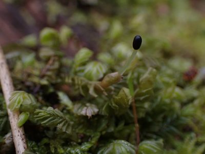 Plagiochila porelloides, photographed by Randal