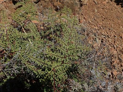 Pellaea mucronata, photographed by joergmlpts