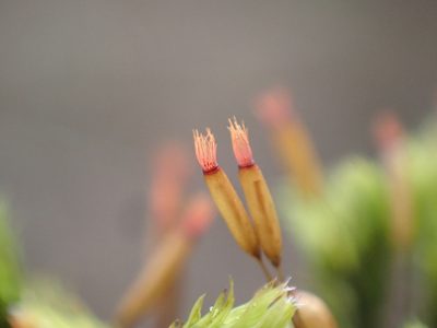 Frisvollia varia, photographed by Randal