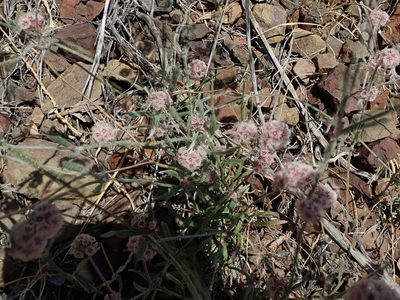 Chorizanthe membranacea, photographed by joergmlpts