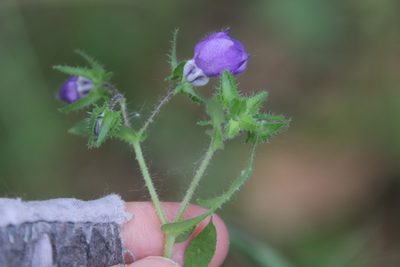 Pholistoma auritum, photographed by Millie Basden