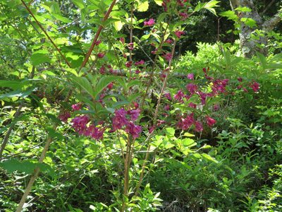 Weigela floribunda, photographed by Marco Mussita