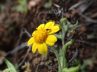 Monolopia gracilens, photographed by joergmlpts
