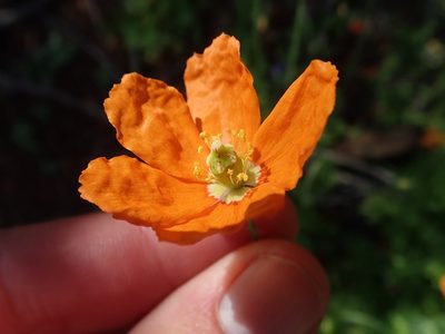 Stylomecon crassifolia, photographed by joergmlpts