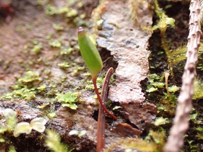 Buxbaumia piperi, photographed by Randal
