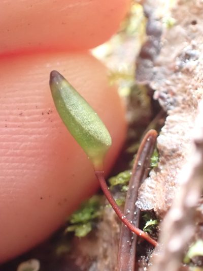 Buxbaumia piperi, photographed by Randal