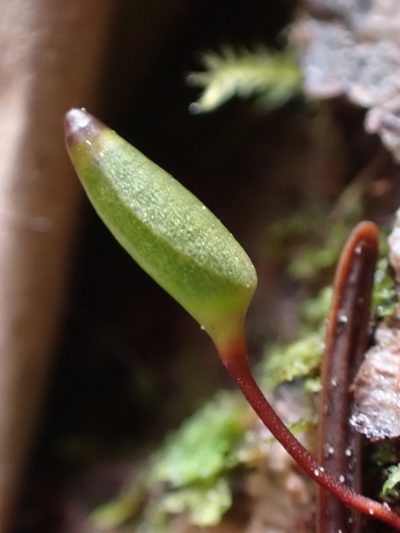 Buxbaumia piperi, photographed by Randal