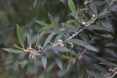 Olea europaea, photographed by Millie Basden