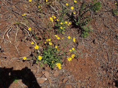 Monolopia gracilens, photographed by joergmlpts