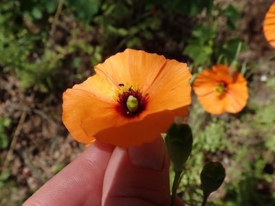 Stylomecon heterophylla, photographed by joergmlpts