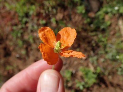 Stylomecon crassifolia, photographed by joergmlpts