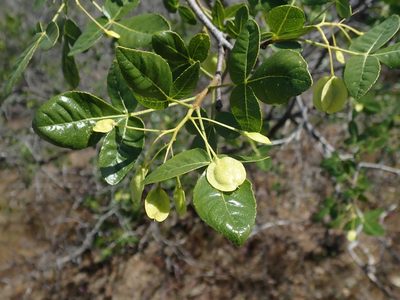 Ptelea crenulata, photographed by joergmlpts