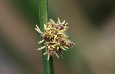 Schoenoplectus americanus, photographed by Millie Basden